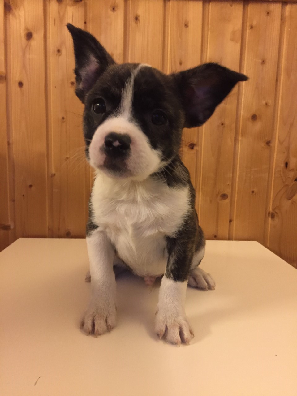 Hugo Rakas Nyt ja Aina